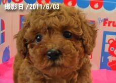 トイプードル子犬