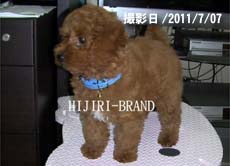 トイプードル子犬